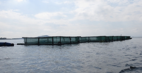aquaculture program
