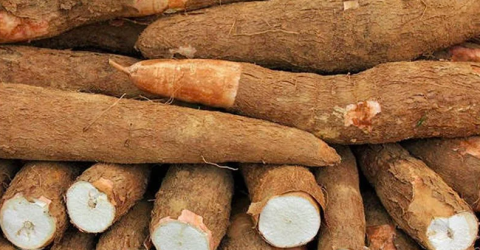 cassava value chain