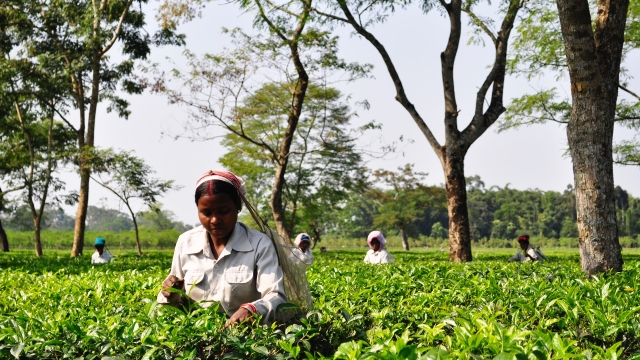 smallholder agriculture