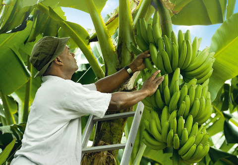 Business Plan for High Density Banana Plantings