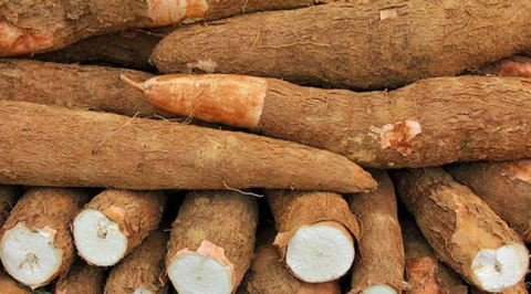 cassava value chain