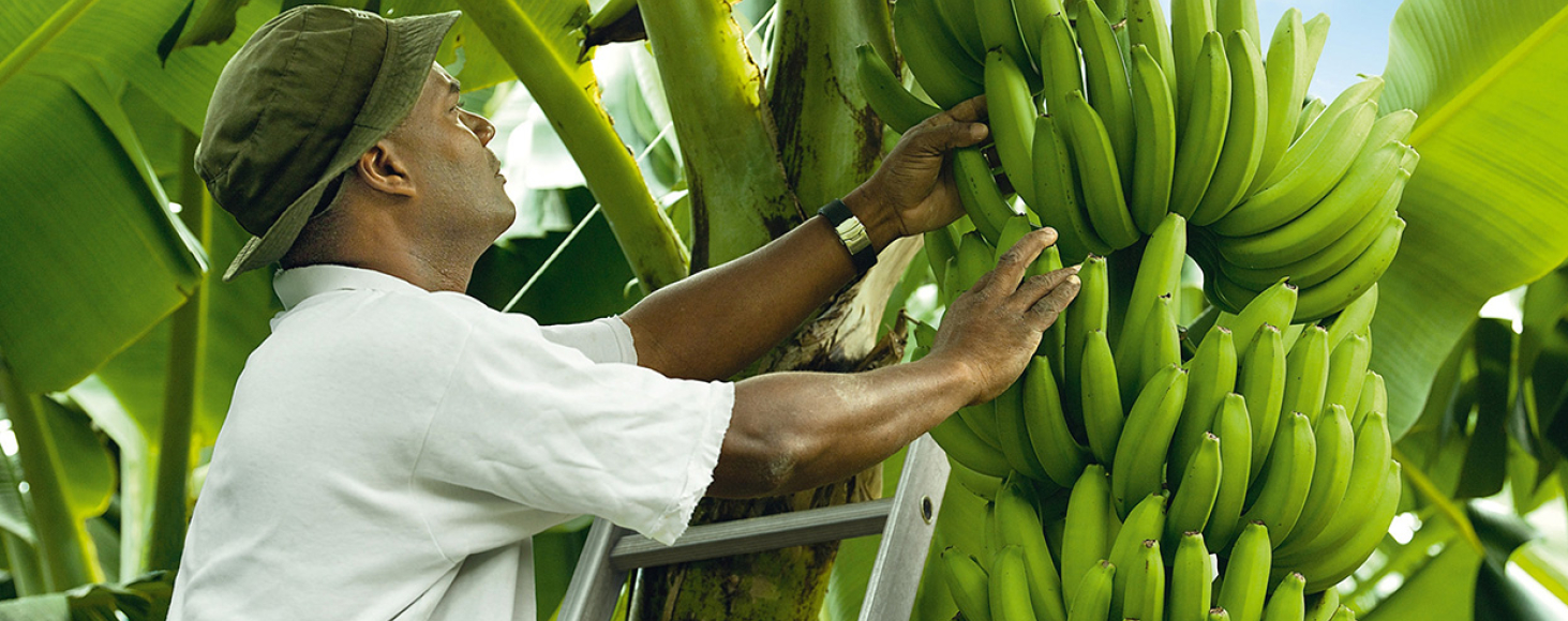 Business Plan for High Density Banana Plantings