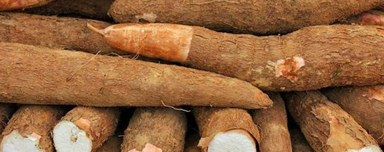 cassava value chain