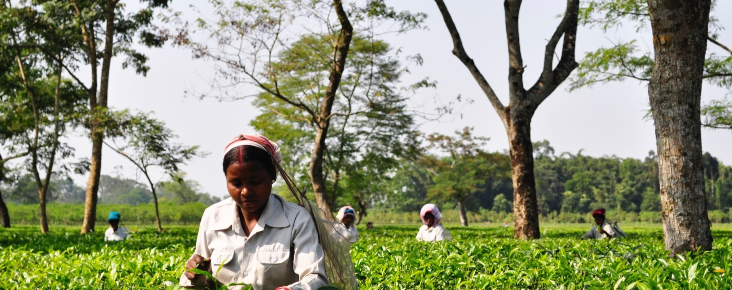 smallholder agriculture